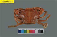 藏品(鋸緣青蟳)的圖片